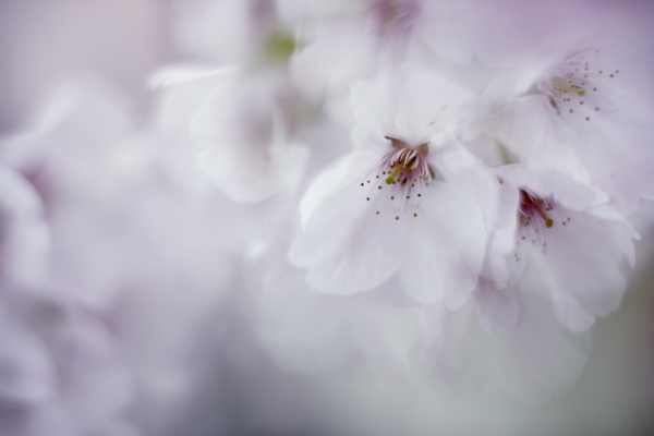 2010 \"SAKURA\"_d0141741_1743563.jpg