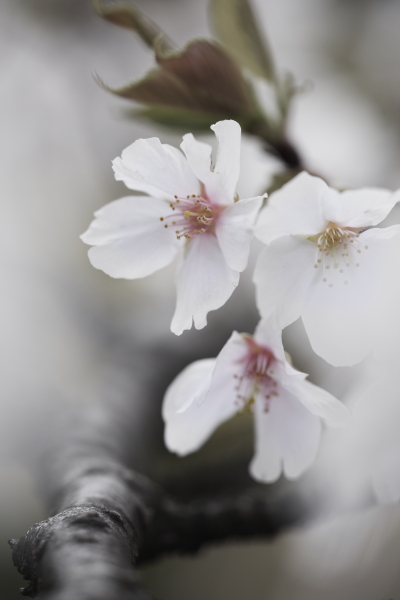 2010 \"SAKURA\"_d0141741_1744240.jpg