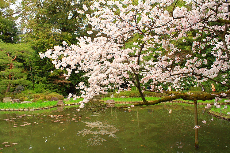 京都・平安神宮の桜_e0164741_23232112.jpg