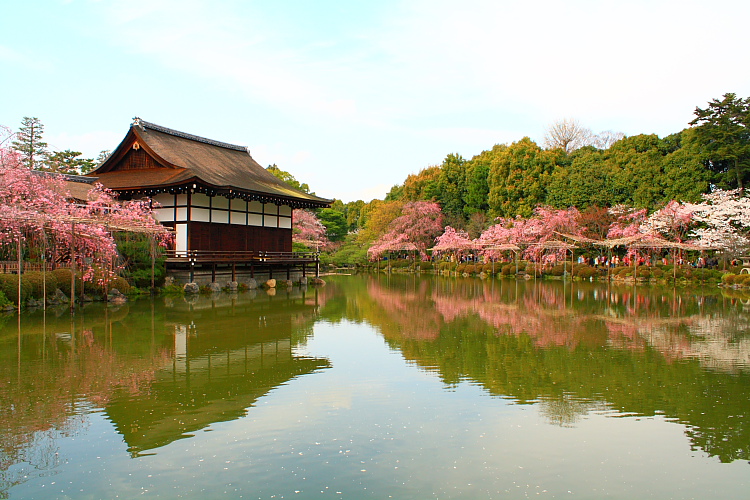 京都・平安神宮の桜_e0164741_2324635.jpg