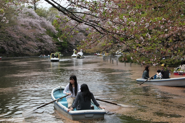 桜が散りそうです_a0035442_19533134.jpg