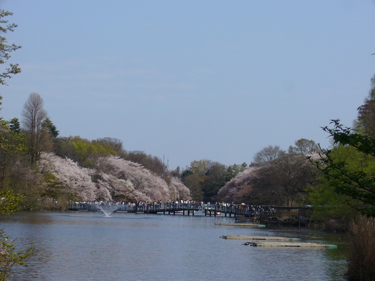 今年最後の桜_f0130642_21313544.jpg