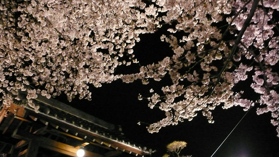 お寺の桜_c0005243_0515040.jpg