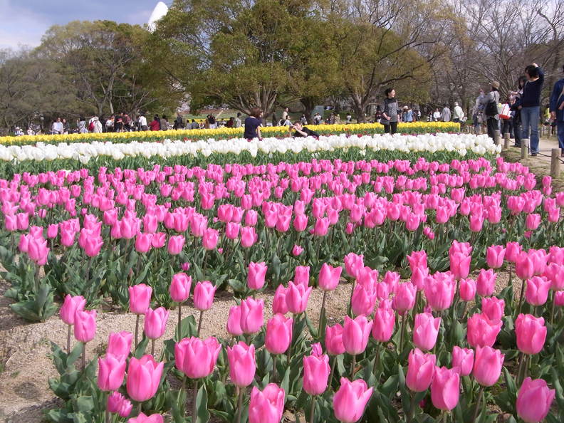 万博公園で花を愛でる_b0017844_2221592.jpg