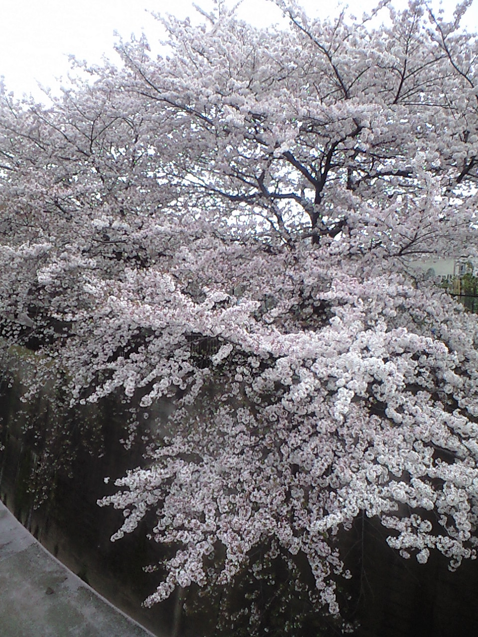 石神井川の桜吹雪_b0122645_18302760.jpg