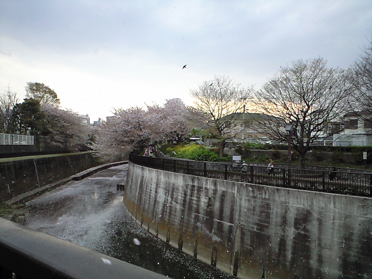 石神井川の桜吹雪_b0122645_18323191.jpg
