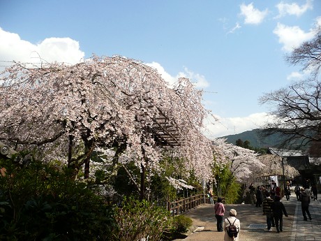 初瀬の桜_c0057946_2137531.jpg