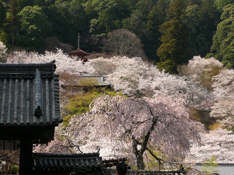 初瀬の桜_c0057946_21385151.jpg