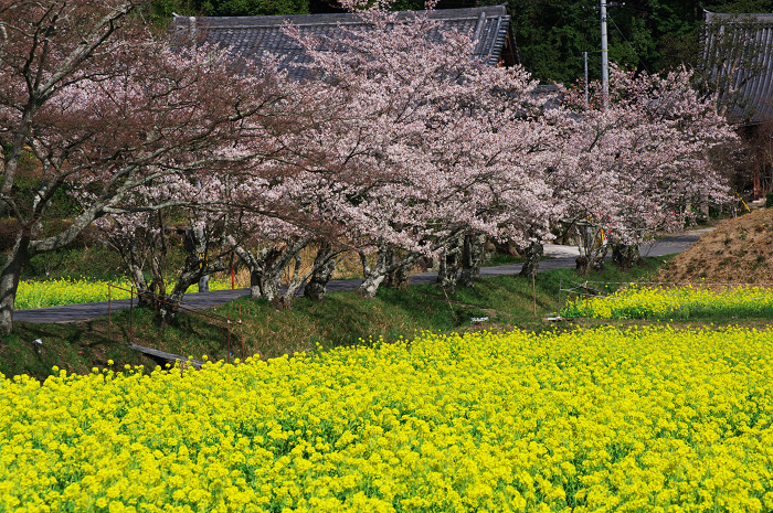 春のコントラスト(京田辺市・普賢寺)_f0155048_0282391.jpg