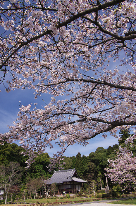 春のコントラスト（京田辺市・普賢寺）_f0155048_0292958.jpg