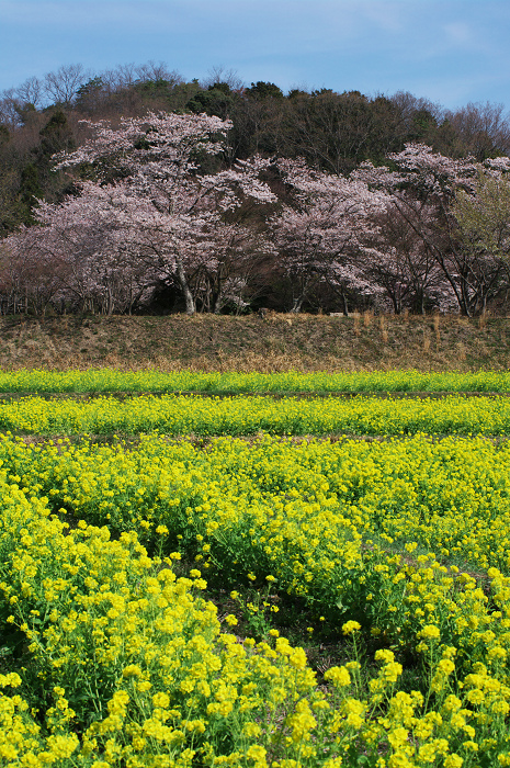 春のコントラスト（京田辺市・普賢寺）_f0155048_030094.jpg