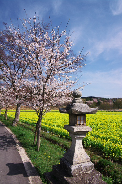 春のコントラスト(京田辺市・普賢寺)_f0155048_0301366.jpg