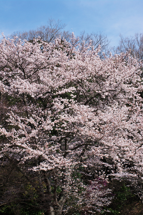 春のコントラスト(京田辺市・普賢寺)_f0155048_0303626.jpg