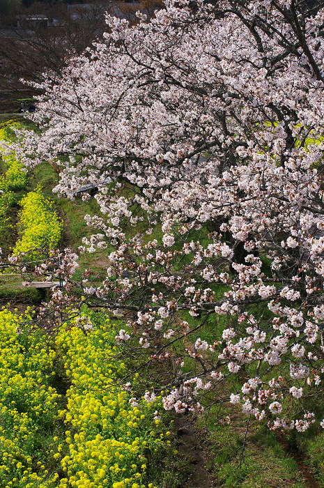 春のコントラスト(京田辺市・普賢寺)_f0155048_0304373.jpg