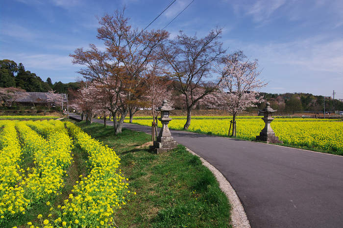 春のコントラスト(京田辺市・普賢寺)_f0155048_0335874.jpg