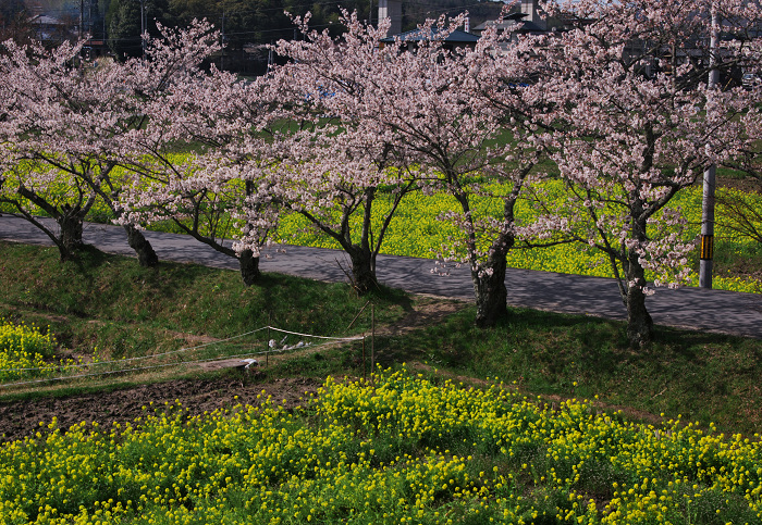 春のコントラスト(京田辺市・普賢寺)_f0155048_0365841.jpg