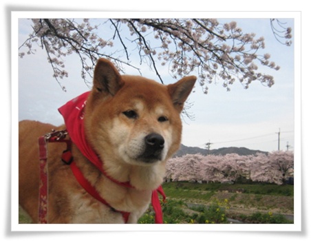 届出がきっかけで_c0049950_10186.jpg