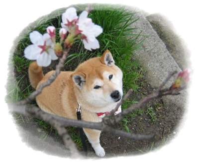 届出がきっかけで_c0049950_16175143.jpg