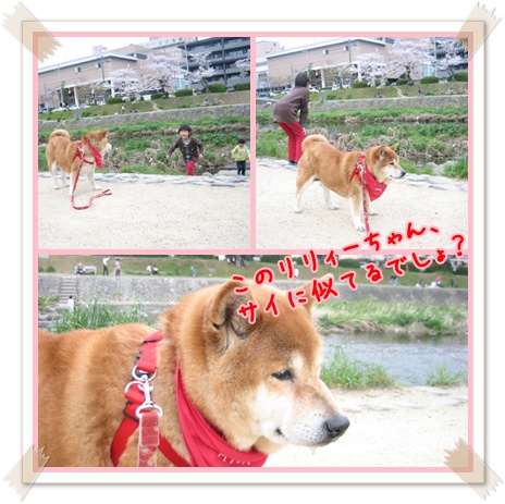 届出がきっかけで_c0049950_162171.jpg