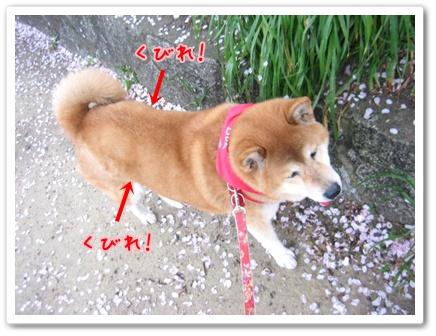 届出がきっかけで_c0049950_16251248.jpg