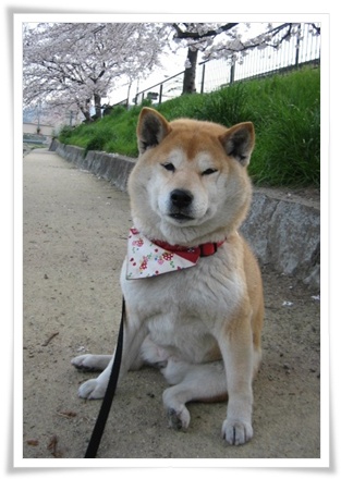 届出がきっかけで_c0049950_16264991.jpg