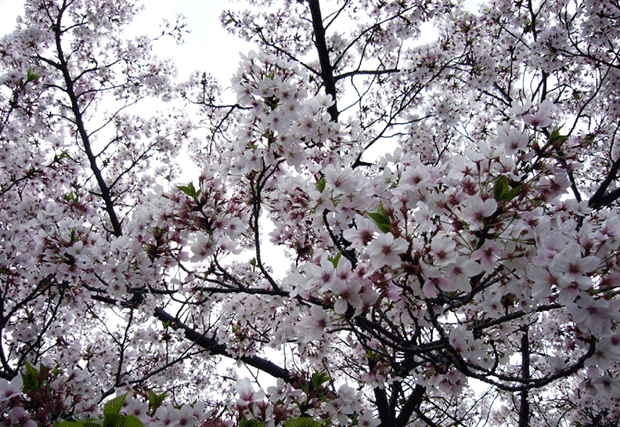 c0225153_2210443.gif