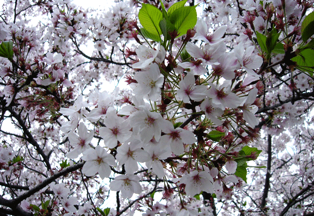 c0225153_2291998.gif