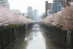 葉桜の目黒川_c0067454_16284993.jpg