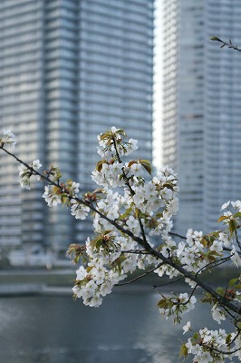 桜・お散歩・サイクリング_e0158355_1722487.jpg
