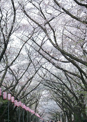 桜・お散歩・サイクリング_e0158355_1723372.jpg