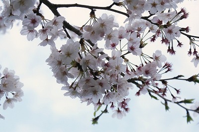 桜・お散歩・サイクリング_e0158355_1724010.jpg