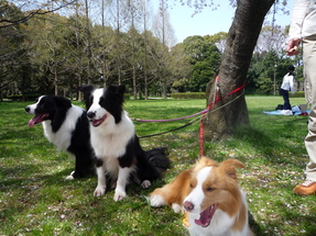 公園の犬友達_a0157156_22191961.jpg