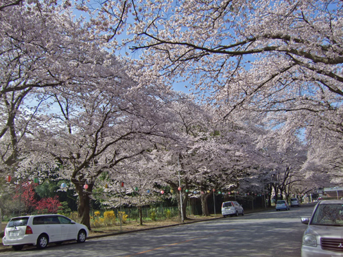 それでもお花見へ_b0045357_7574811.jpg