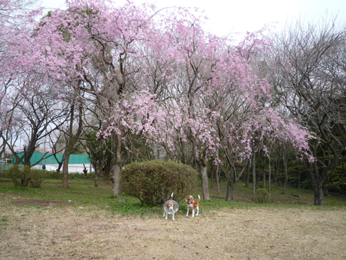 それでもお花見へ_b0045357_7595597.jpg