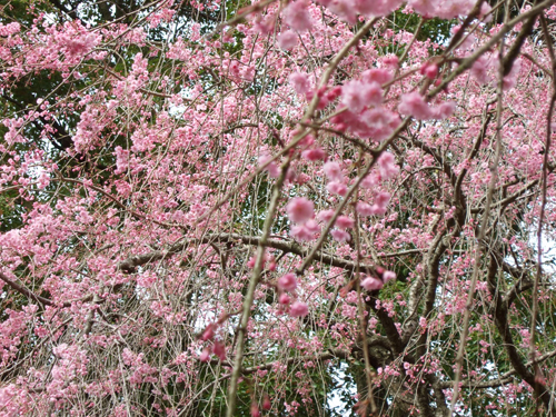 それでもお花見へ_b0045357_812317.jpg