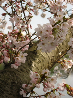 桜便り_a0021558_16363850.jpg