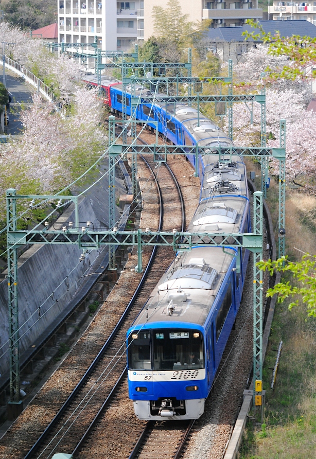 10 桜と電車 ５ 京急 富岡の桜カーブ ツッチ の ｔｒａｉｎ ｐｈｏｔｏ ｂｌｏｇ
