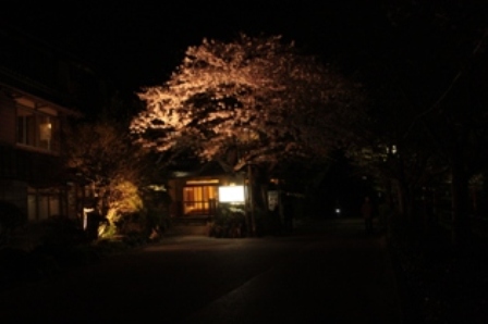 夜の桜_a0157159_1484325.jpg