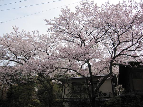 2010年４月11日かねよ桜実況中継_c0078659_14273631.jpg