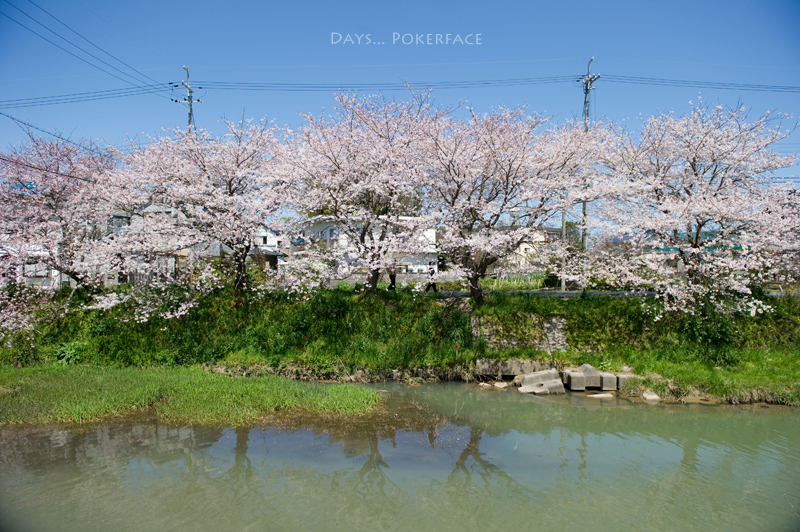 滋賀の春 - 近所の河原_d0079559_23131870.jpg