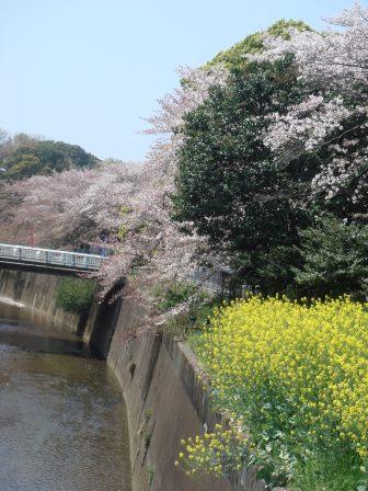 石神井川の桜_a0163160_22561875.jpg