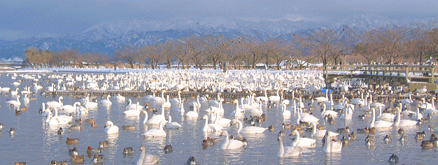 c0119160_1163554.gif
