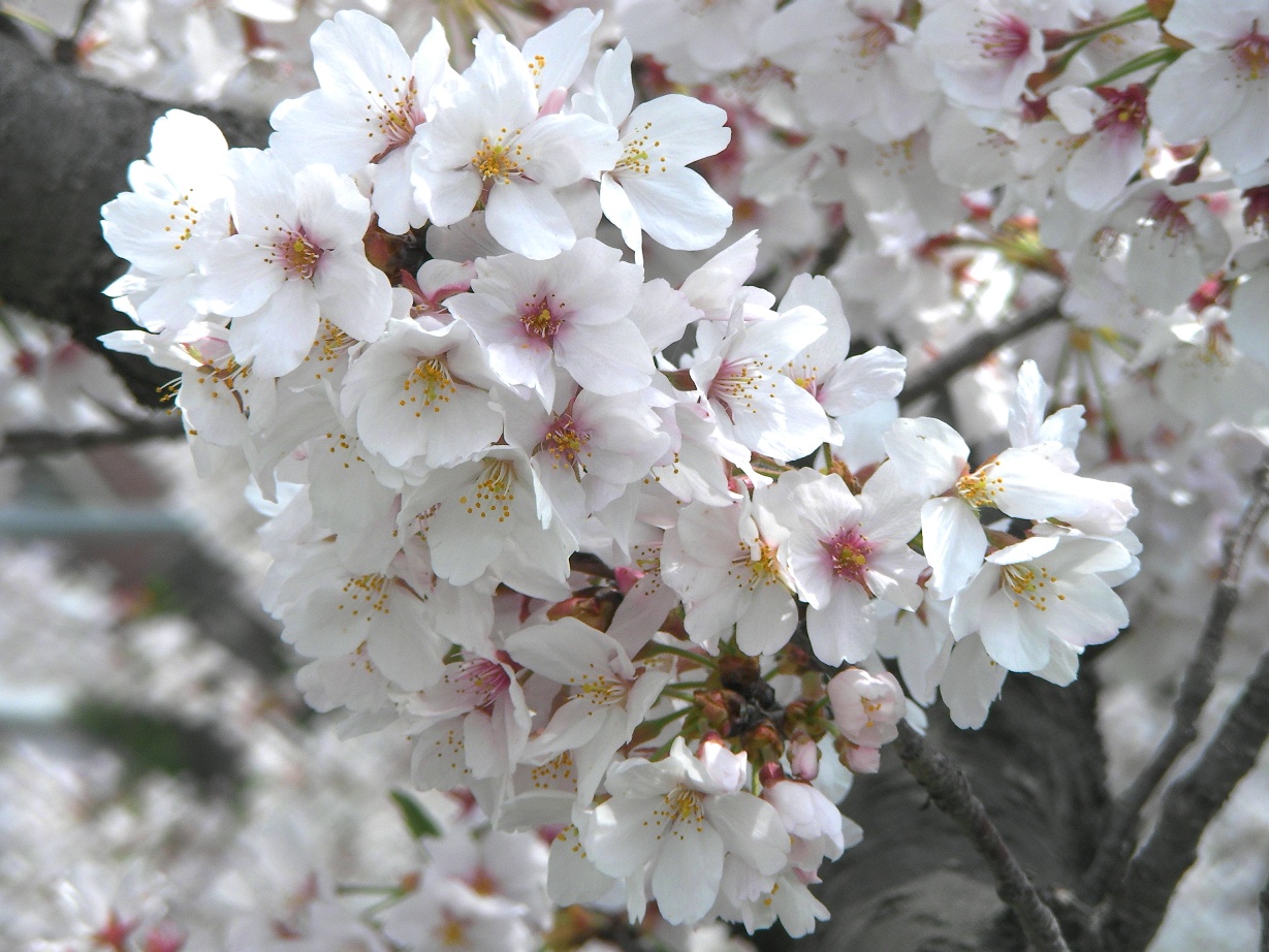 春　桜の花　（椅子 ソファー 張替え 修理）_c0219860_15294431.jpg