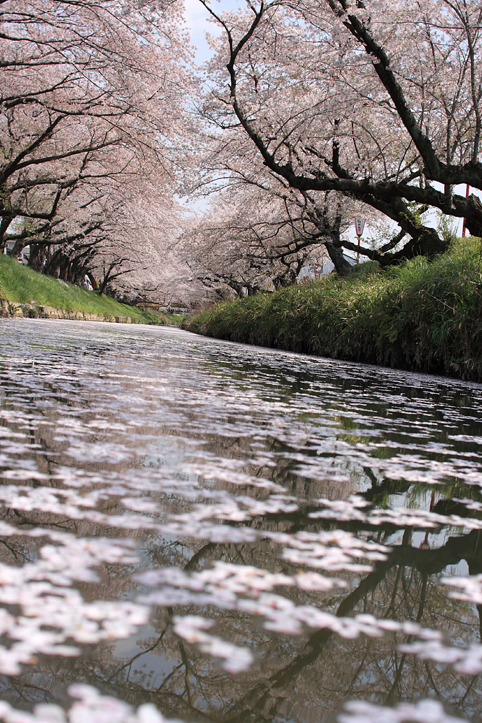 2010桜まつり　ラスト_d0148060_18443974.jpg