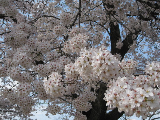 松本城の桜_f0236260_13274493.jpg