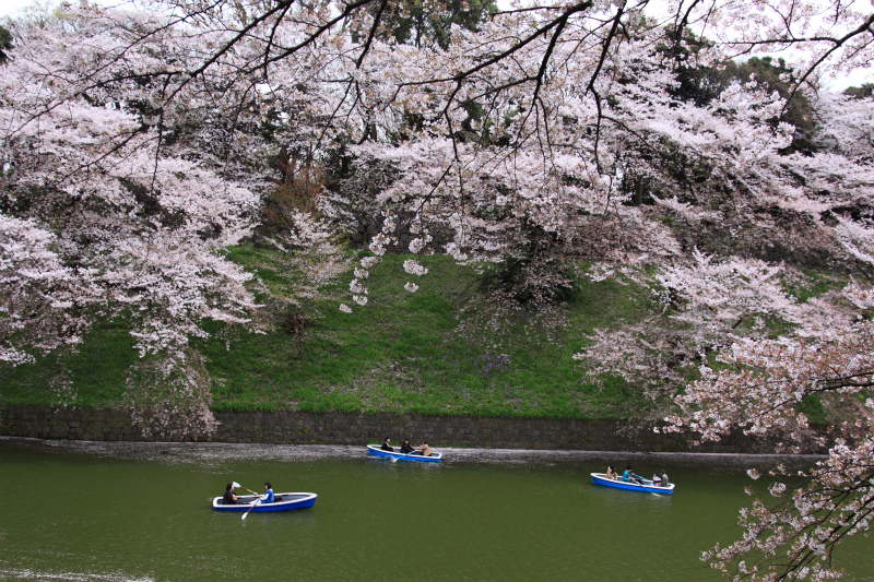 千鳥ヶ淵～ピンク色に染まった風景　２_d0152261_815116.jpg