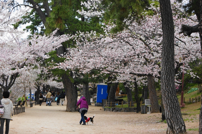 2010　桜　in夙川公園_f0161964_2350158.jpg