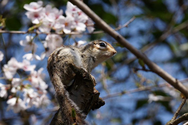 桜とシマリス_b0190068_1051988.jpg