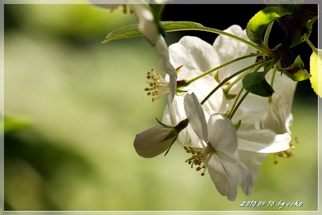 ４月の庭の花（その１）_f0104569_12443145.jpg