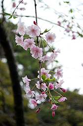 白い桜の日のこと_f0180770_213532.jpg